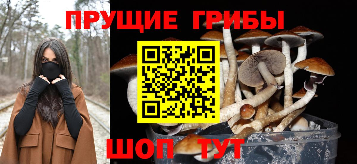 Псилоцибиновые грибы Psilocybe  Азнакаево 